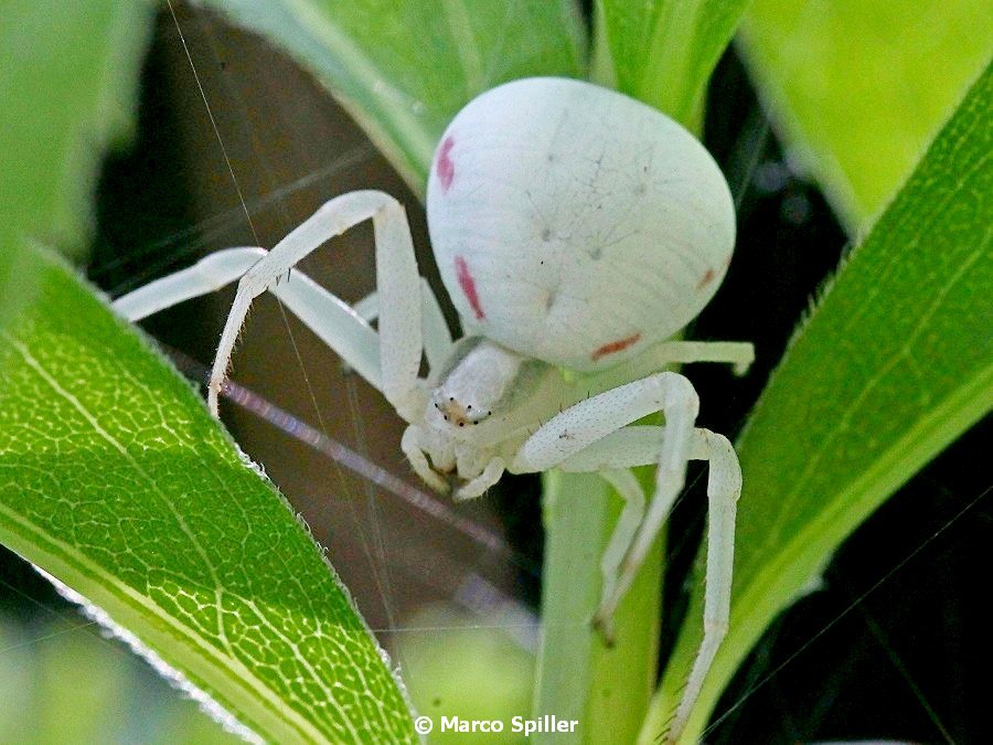 Thomisidae:  Misumena vatia - Bibione (VE)